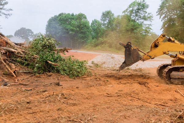 Cost of Forestry Mulching Service in Niceville