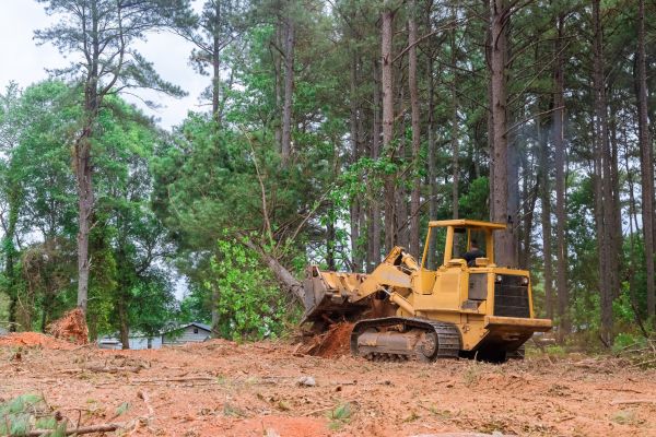 Cost of Trees Clearing in Niceville