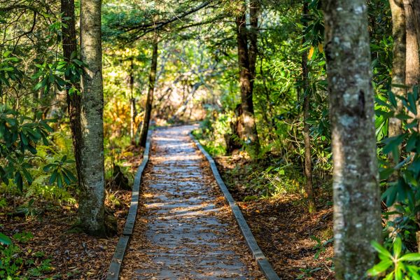 Cost of Trail Clearing in Niceville