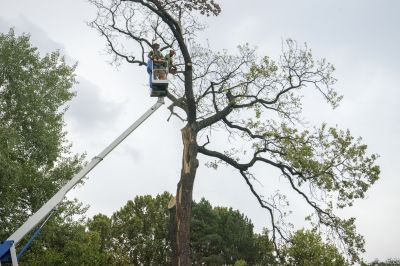 Tree Removal Expertise