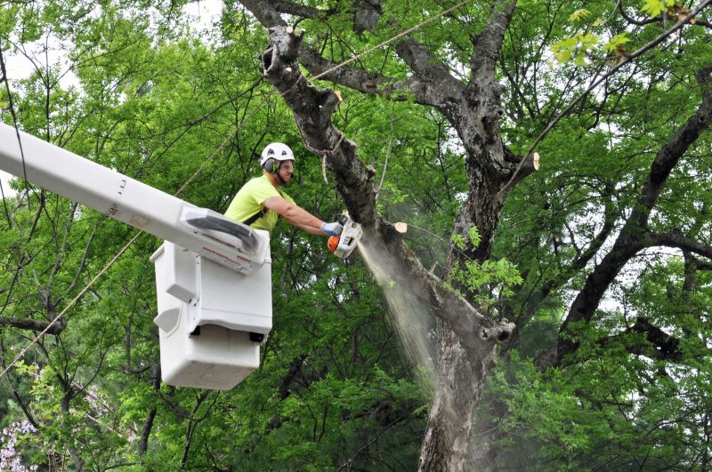 Tree Removal Process